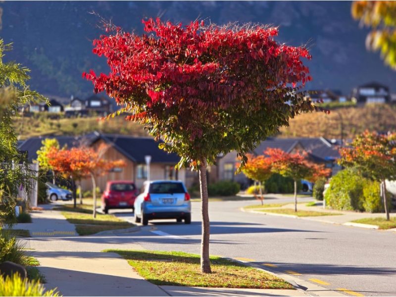 Japanese Elm tree with leaves turning bright red in the berm of a residential street