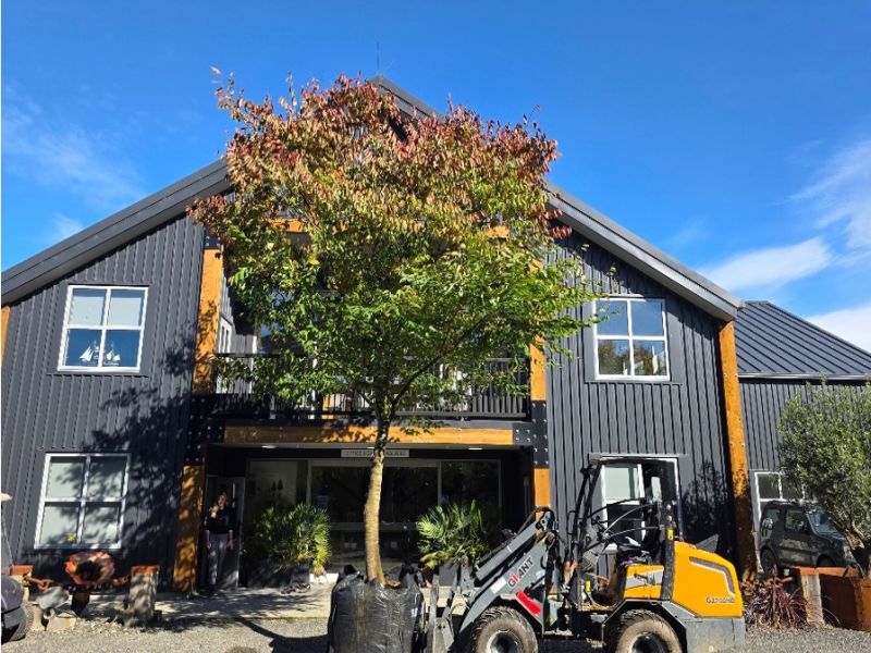Tall tree in front of a grey building being moved by a small forklift